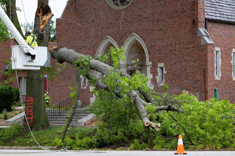 Tree cleanup, 7.5
