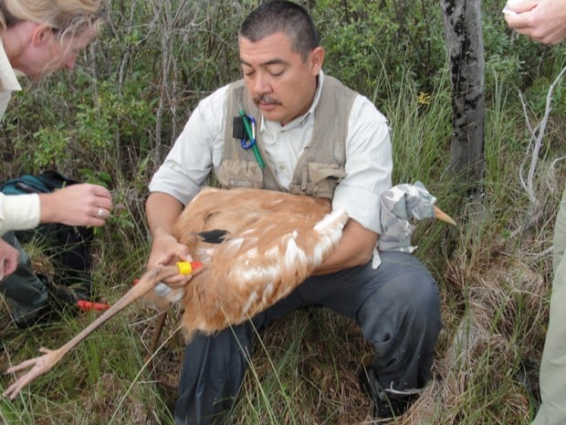 Nebraska scientists strap GPS units on young whooping cranes