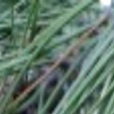 Simply Trees Two Serious Diseases Of Pines Home Garden Journalstar Com
