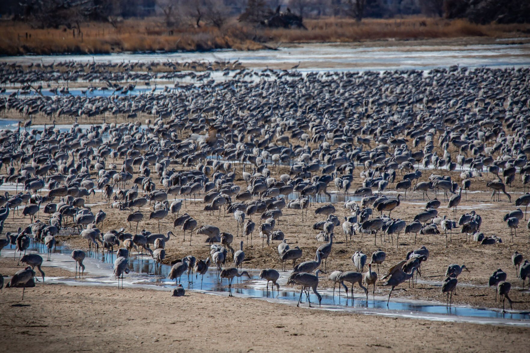 Even though it s February sandhill cranes are flowing into