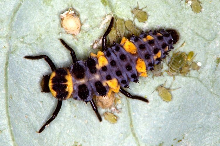 aphid3