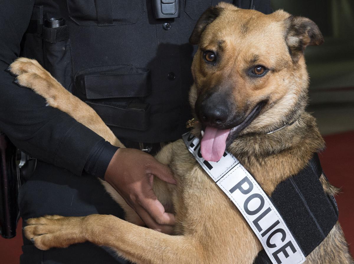 University Police Add Two Dogs To Department Crime And Courts Journalstar Com