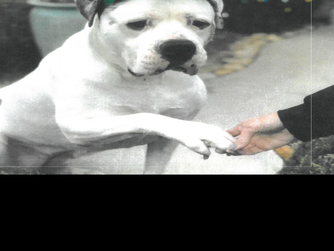Bulldog S Owners Lose Appeal Of Animal Control S Dangerous Dog Designation Crime And Courts Journalstar Com