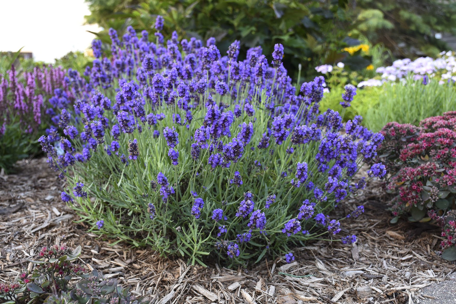 english lavender seedlings