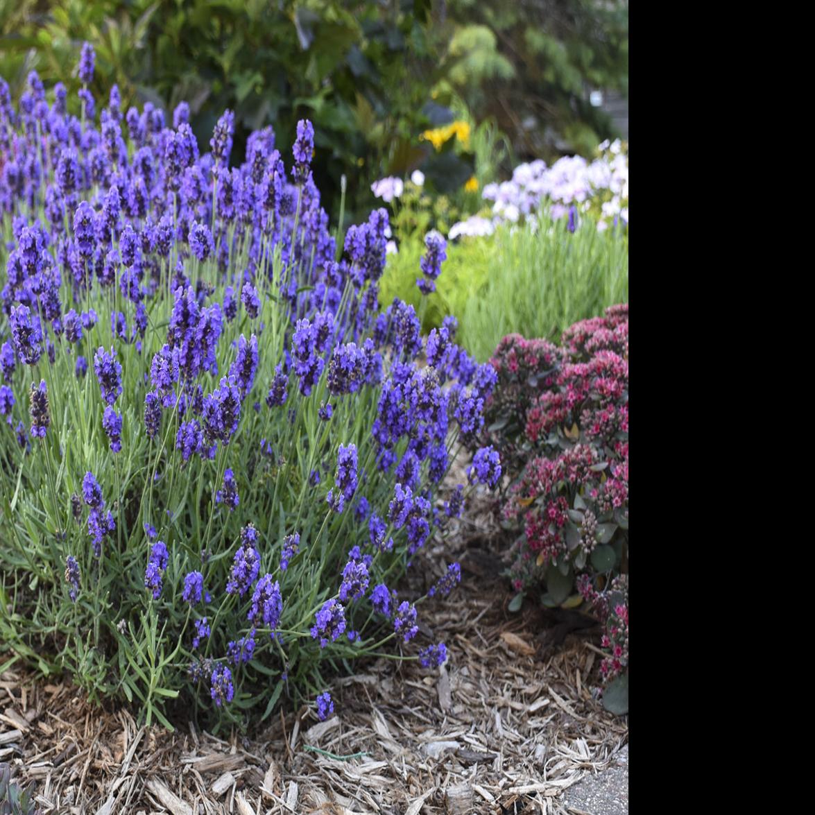 Sarah Browning Lavender Colorful Fragrant And Useful Home Garden Journalstar Com