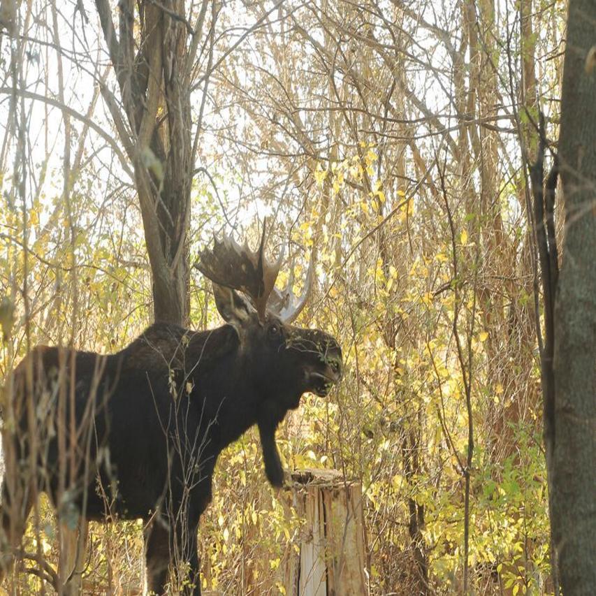 Rutting Season Means Moose On The Move Young Bull Spotted In Northeast Nebraska Nebraska News Journalstar Com