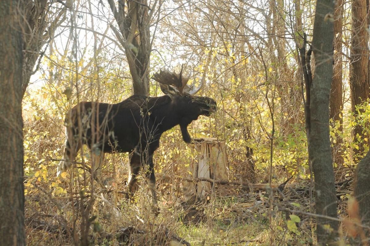 Moose