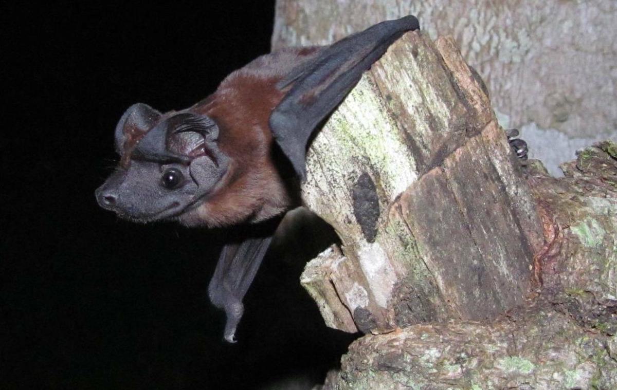 Freeman's dog-faced bat