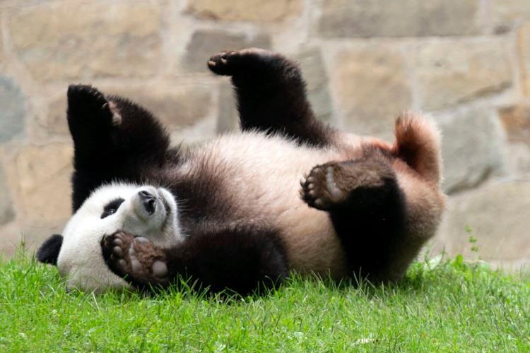 Two pandas to return to Washington's National Zoo from China