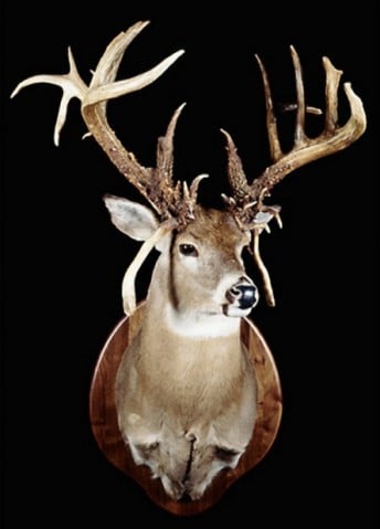 Deer hunters abuzz about possible record buck