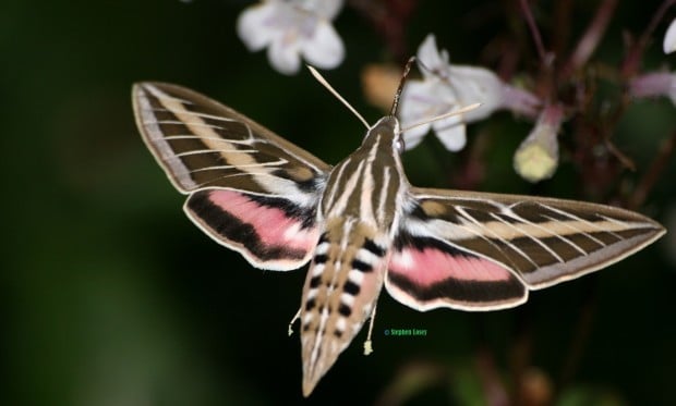 White-Lined Sphinx Moth