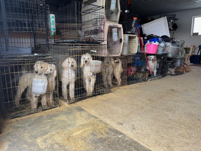 28 dogs rescued from unlicensed breeder northwest of Lincoln, sheriff says