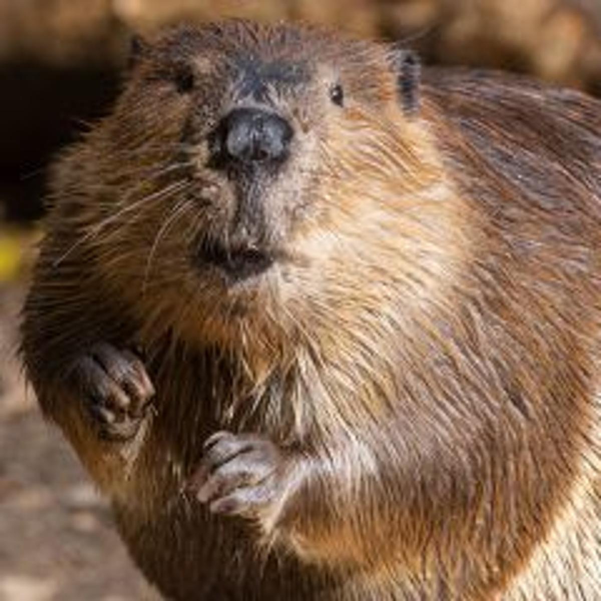 Omaha Power Utility Blames Beaver For Outage Affecting 900 Nebraska News Journalstar Com