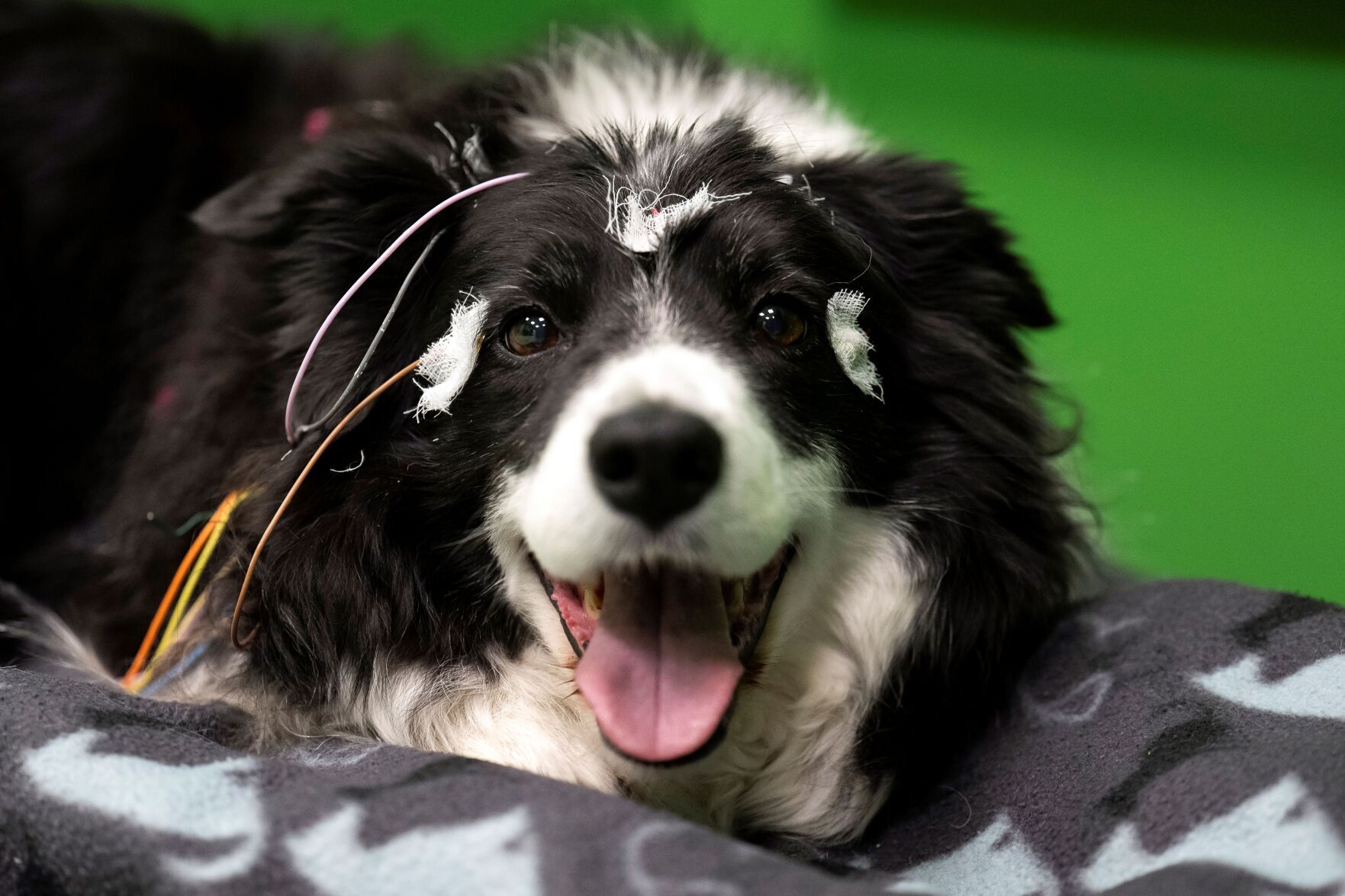 Study Dogs can associate a command with an object