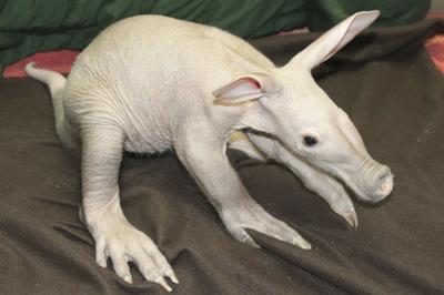 Aardvark calf