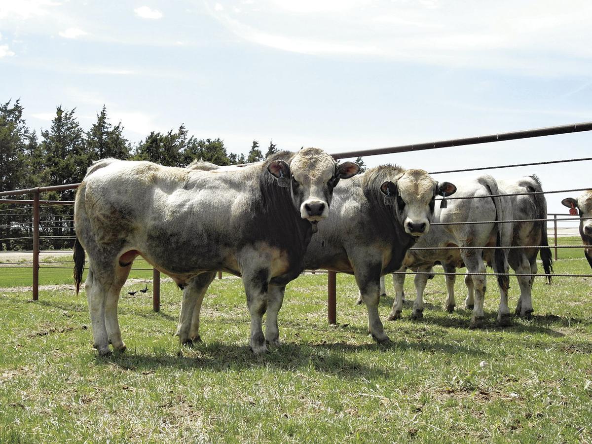 Piedmontese cattle