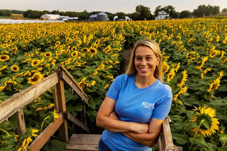 sunflower-cm001