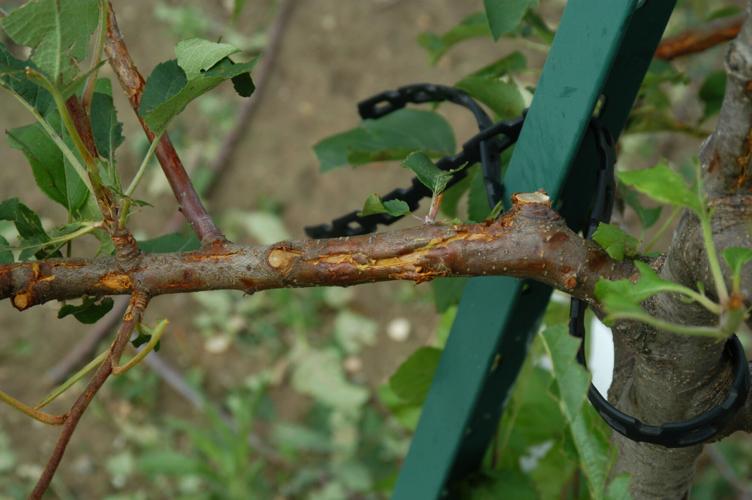 hail damage