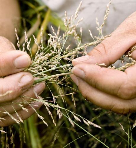 Switchgrass