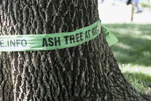 Ideas for city action on emerald ash borer are in conflict