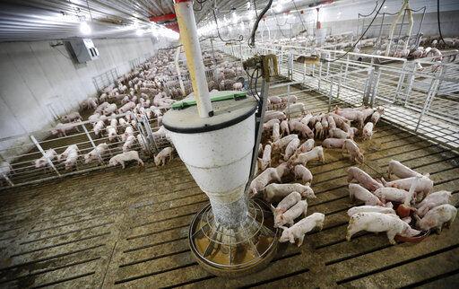 Factory farms provide abundant food, but environment suffers