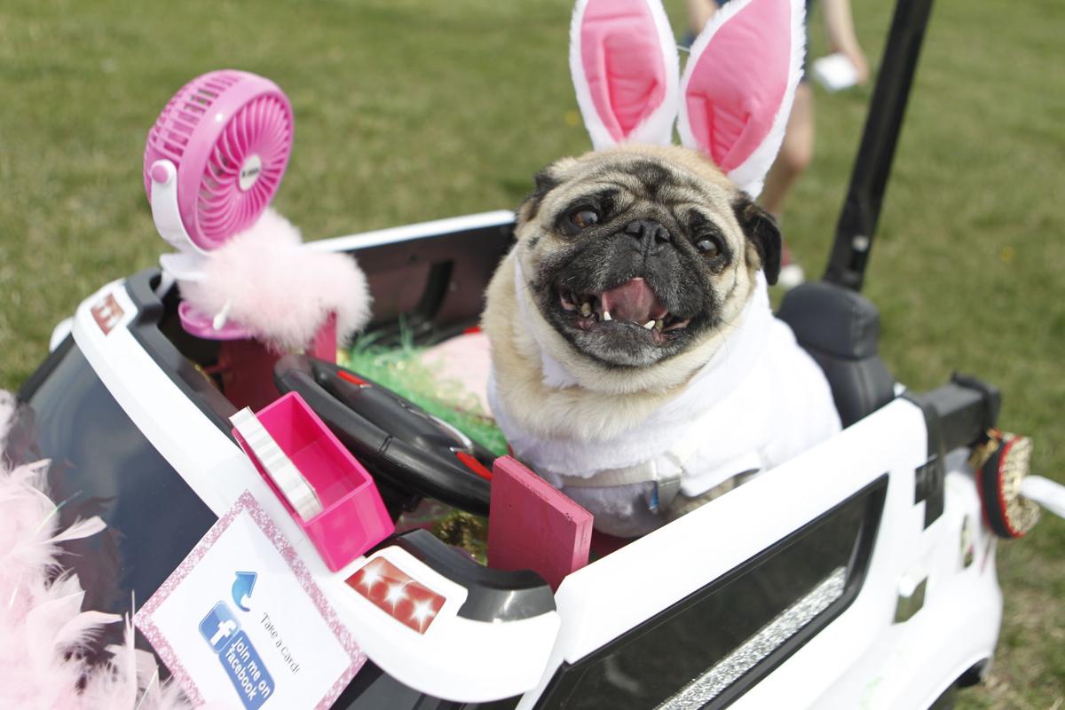 A Day For Easter Eggs And A Pug In A Car Local Journalstar Com