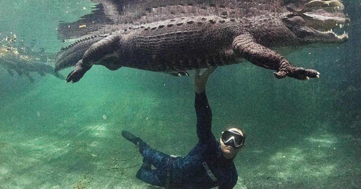 There’s a place in Florida where you can swim with alligators and not get eaten (ideally)