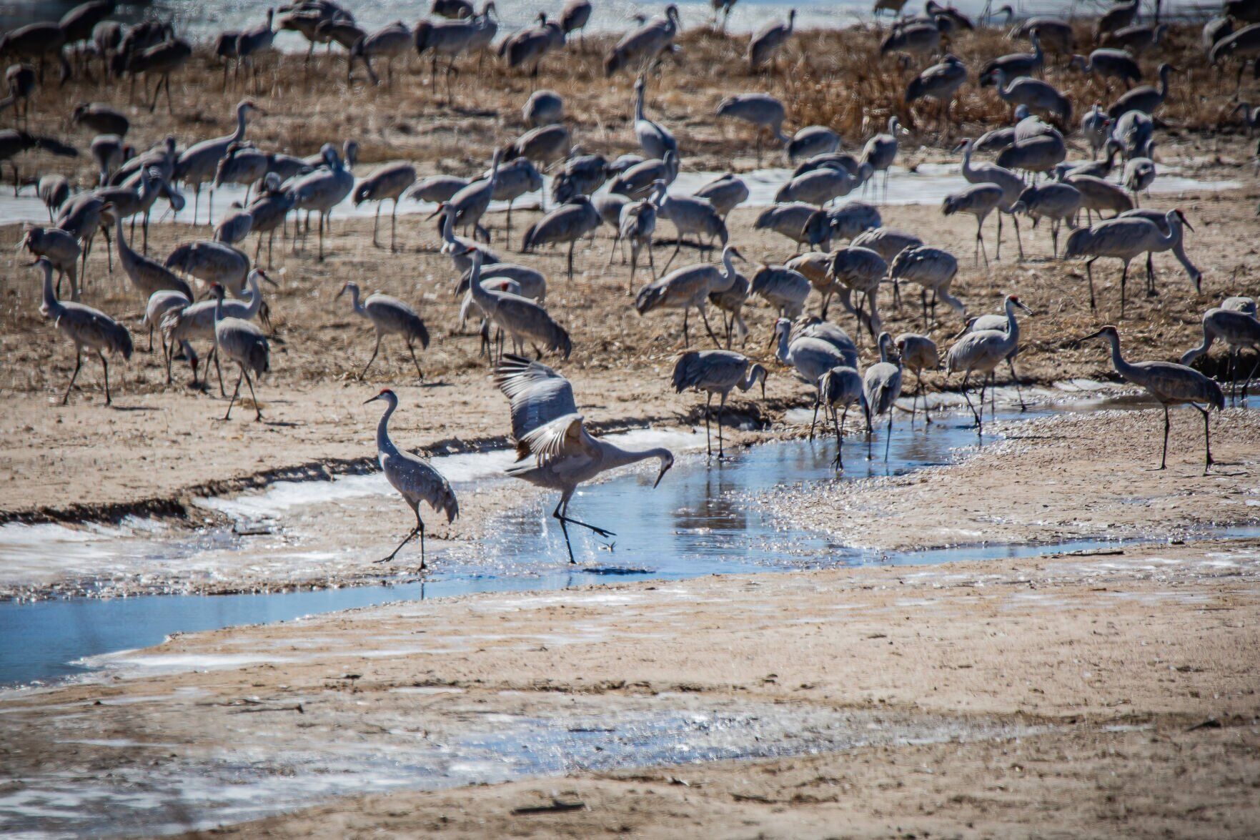 Even though it s February sandhill cranes are flowing into