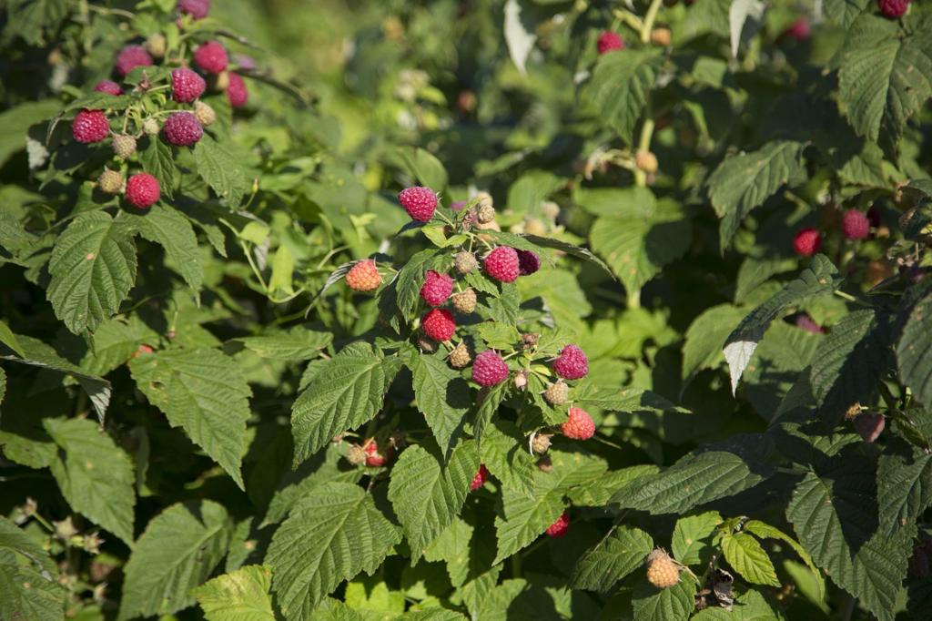 Sarah Browning Careful Pruning Increases Raspberry Yields Home Garden Journalstar Com