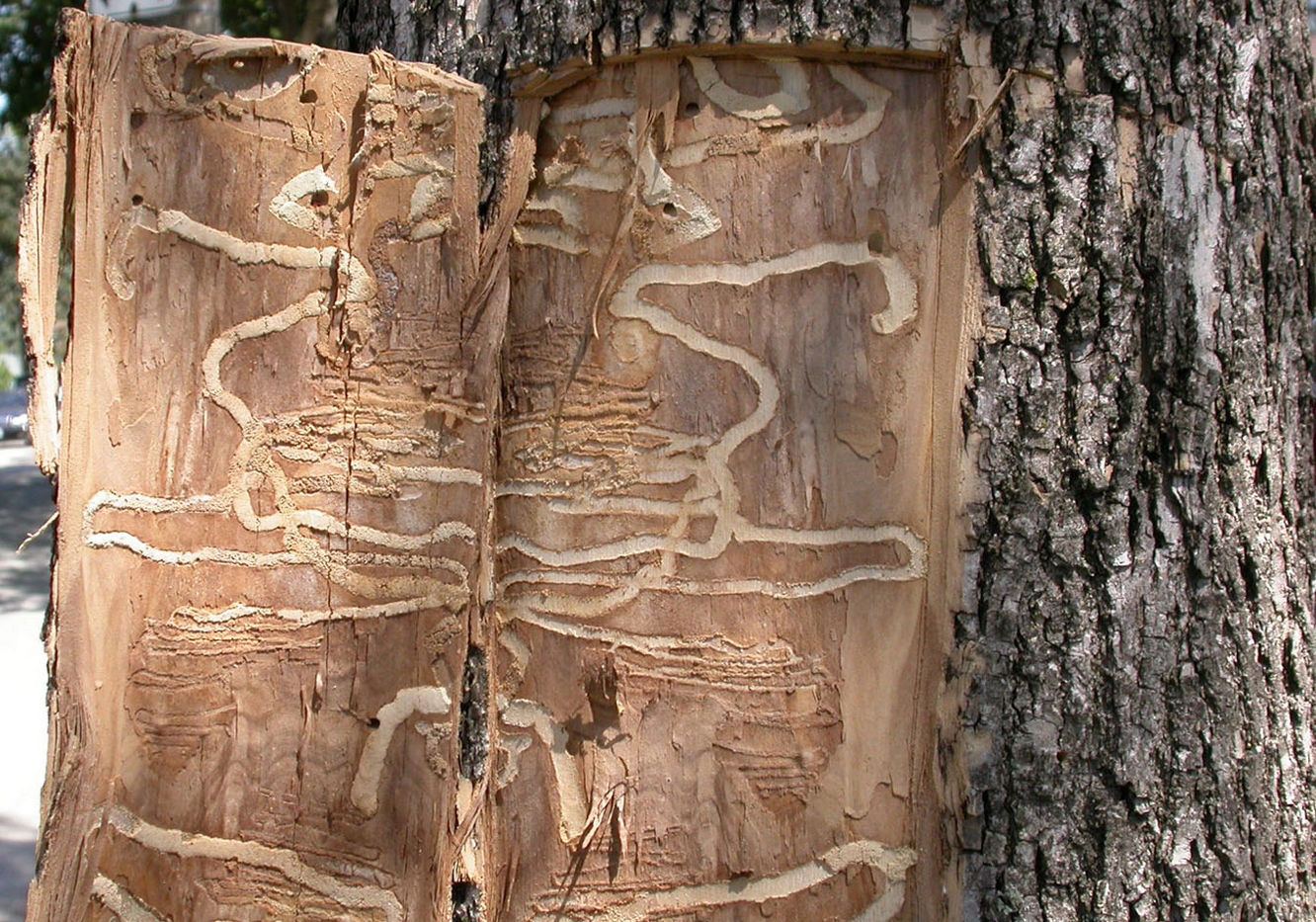 Green ribbons mark trees at risk for ash borer invasion