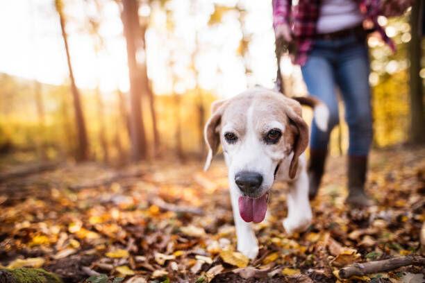 The Most Dog Friendly National Parks In The U S Journalstar Com