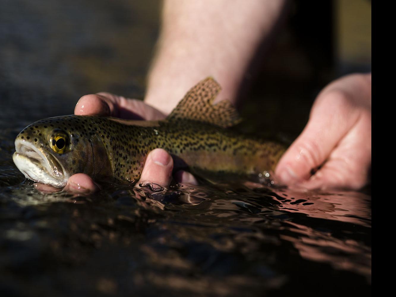 State To Stock Nebraska Ponds Lakes With Rainbow Trout Nebraska