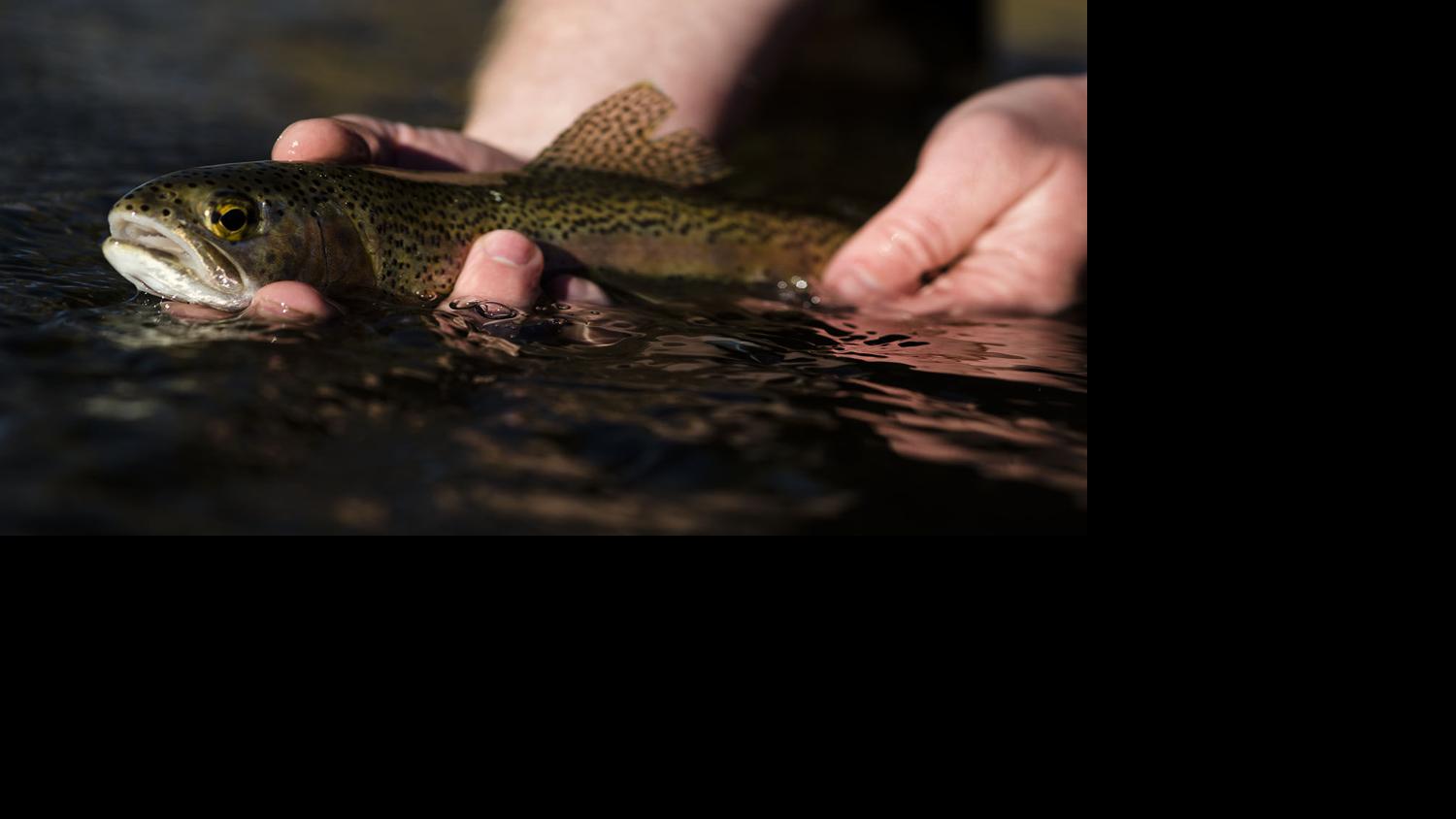 State to stock Nebraska ponds, lakes with rainbow trout Nebraska News
