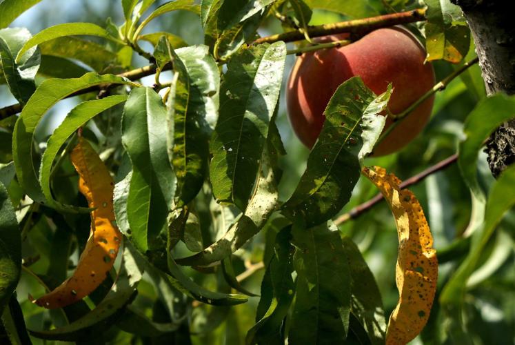 BIZ-FARM-DICAMBA-LAWSUIT-2-SL