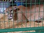 Nebraska mountain lion’s long walk comes to an end in Indiana