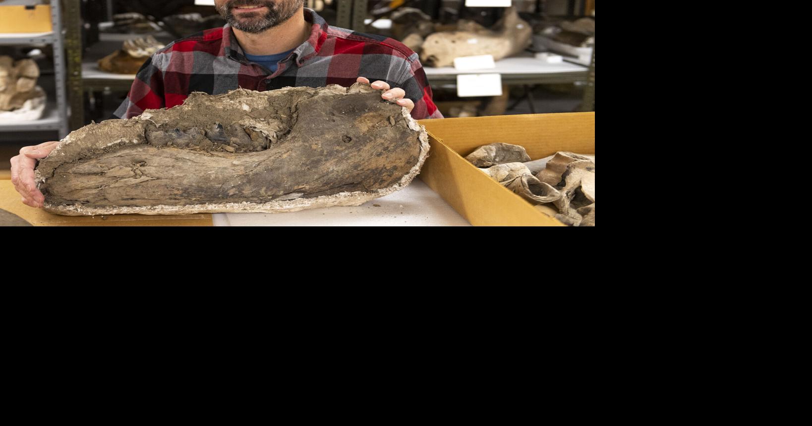 Rare mastodon fossil found in Southeast Nebraska creek bed Flipboard
