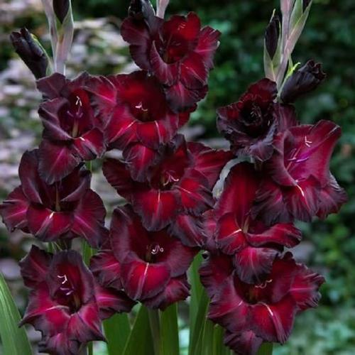 gladiola