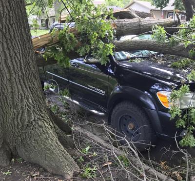 City tree damage