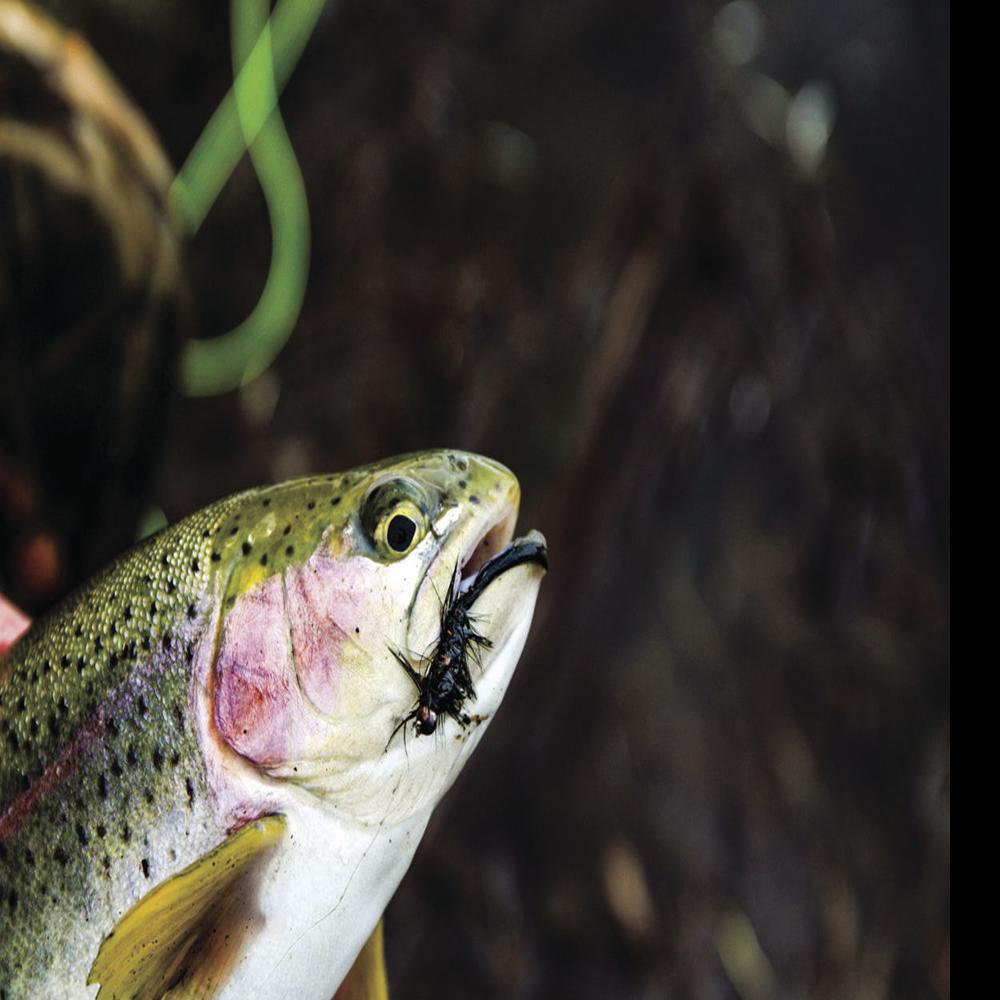 Fresh Trout Make Easy Tasty Meal Recreation Journalstar Com