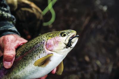 Rainbow trout
