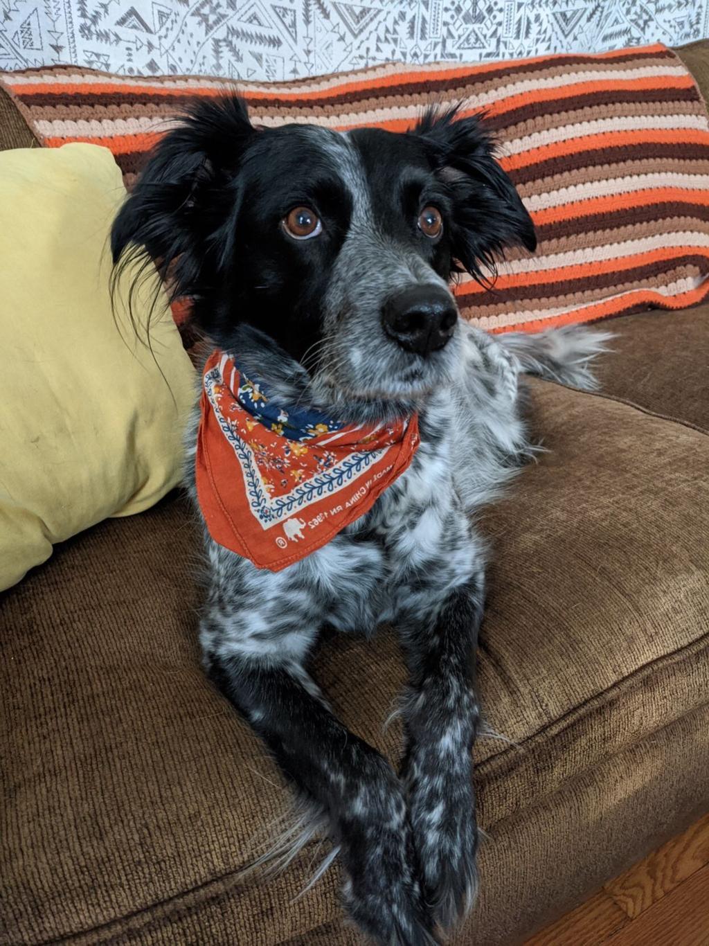 omaha dog park injures pet
