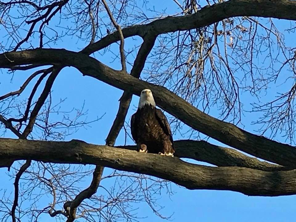 Eagle at Morley Elementary