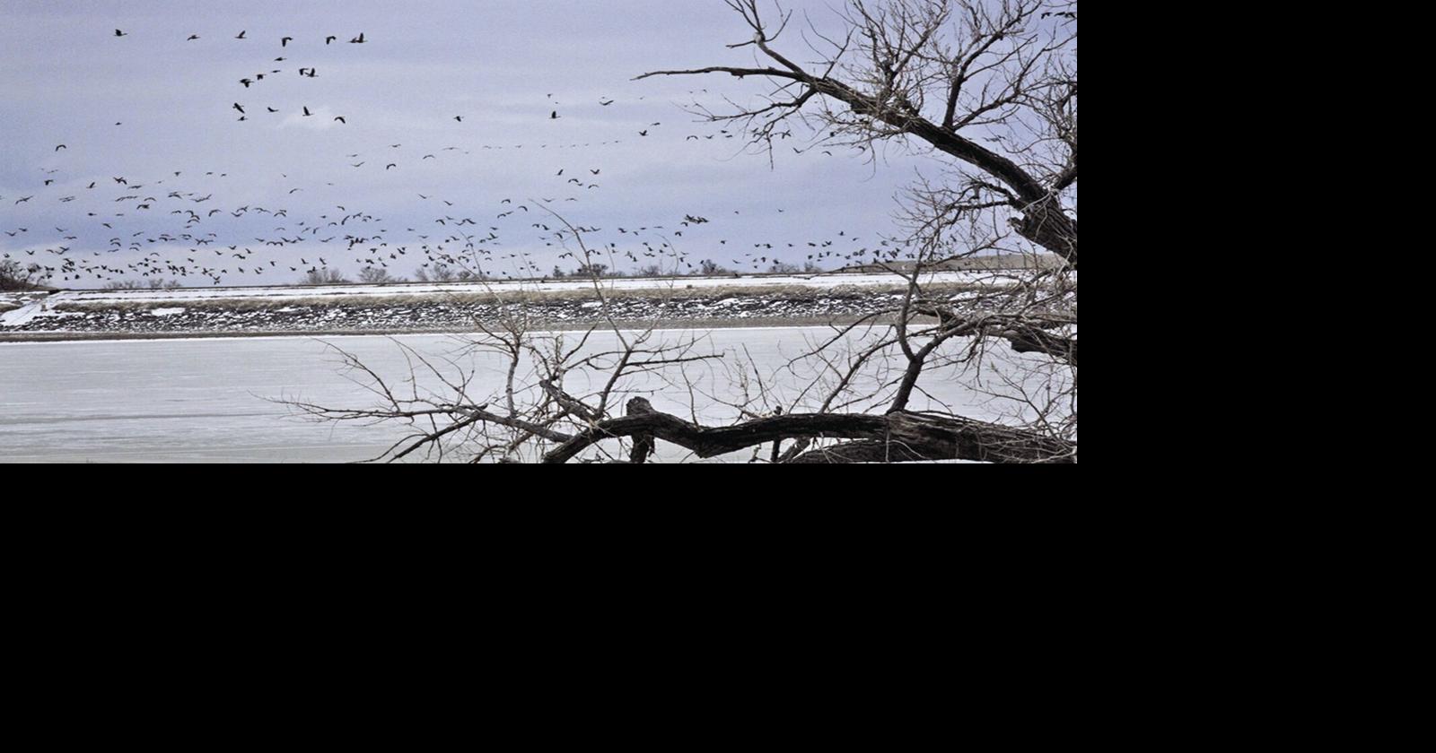 Lake Minatare remains closed after waterfowl dieoff