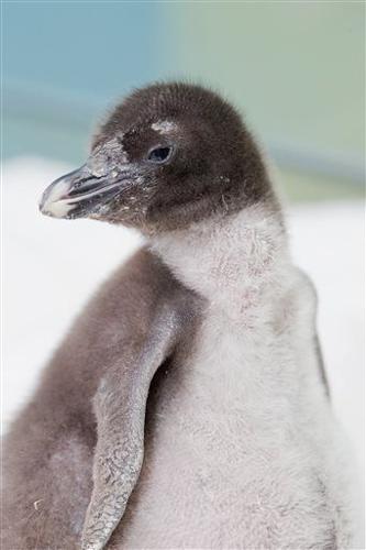 baby rockhopper penguin