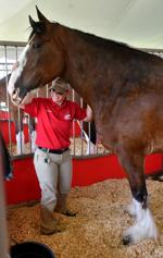 Budweiser Clydesdales arriving at the Mississippi Valley Fairgrounds