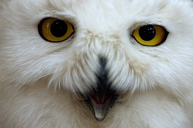 snowy owl with blue eyes flying