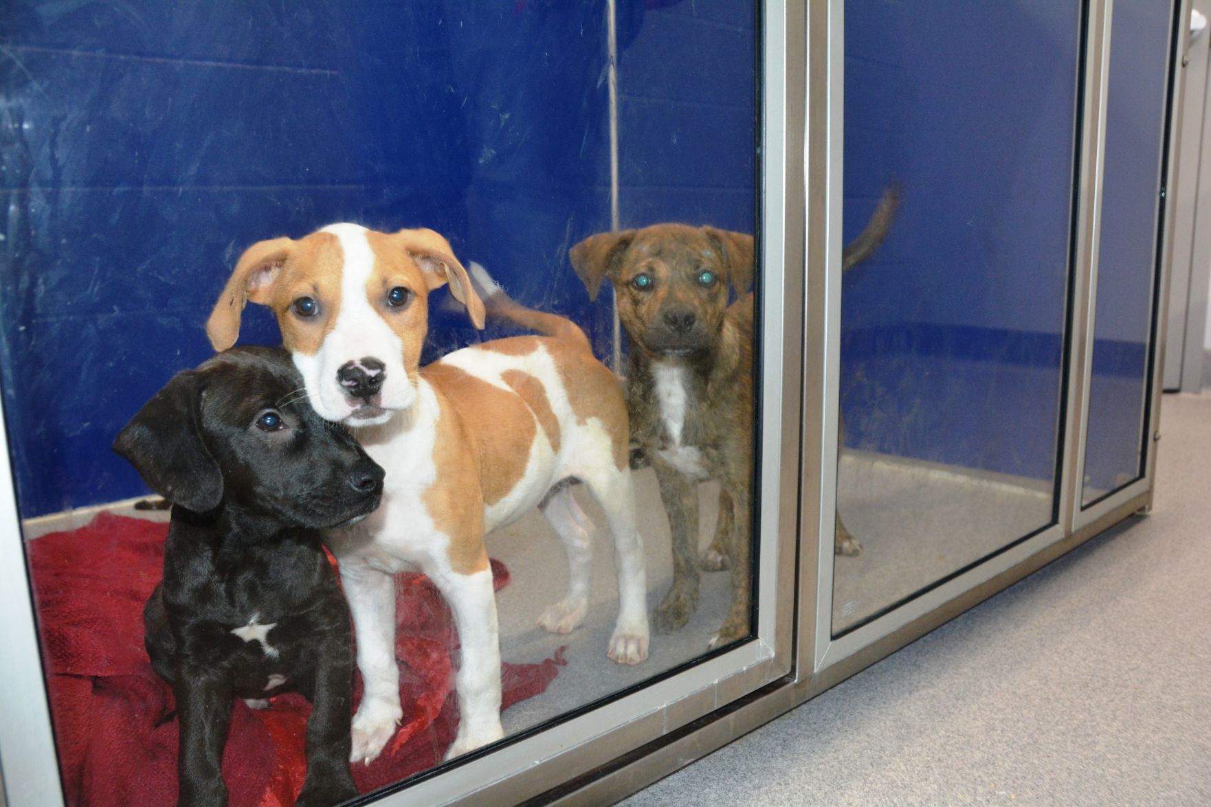 Beatrice shelter takes in rescue dogs from Houston after hurricane