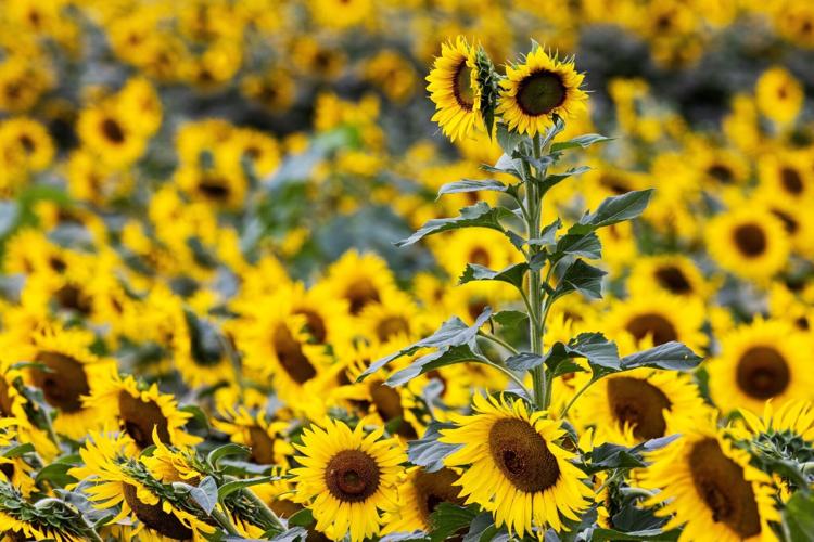 sunflower-cm004