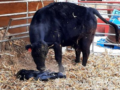 021121-owh-new-calving-p5