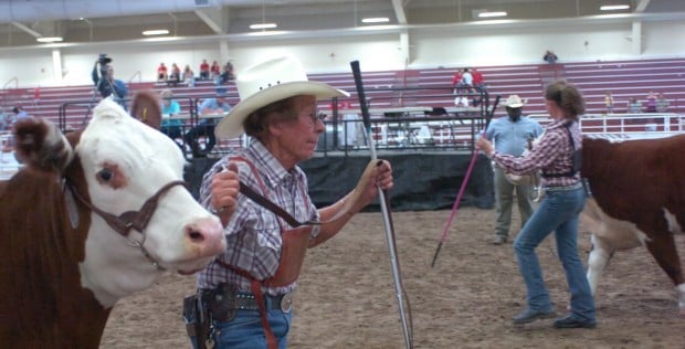 Cattle fair
